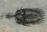 Walliserops Trilobite From Marjane, Morocco - Unusual Locality #354614-3